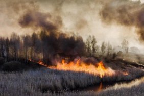 Произошел лесной пожар неподалеку от Чернобыльской зоны