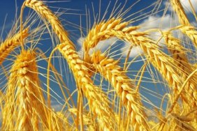 В мире осталось запасов пшеницы на 10 недель - Gro Intelligence