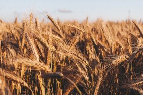 Збільшення імпорту українського зерна: Китай анонсує нові ініціативи під час зустрічі з Кулебою