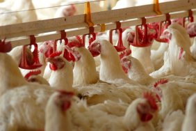 Chicken producers warned the prime minister about collapse and shortages due to gas prices