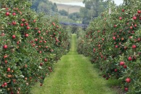 President signed a law to promote viticulture and horticulture in Ukraine