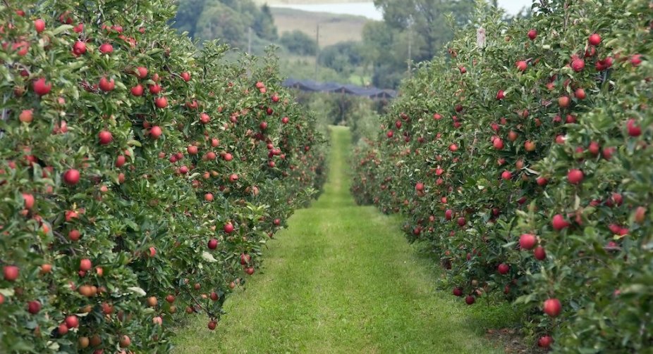 President signed a law to promote viticulture and horticulture in Ukraine