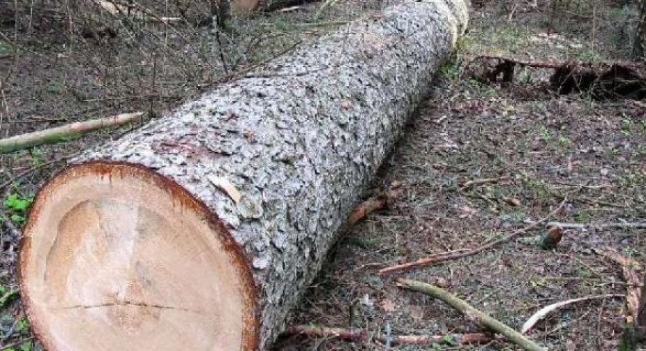 The Russian Federation will not be able to sell the timber felled in Ukraine - Ministry of Ecology