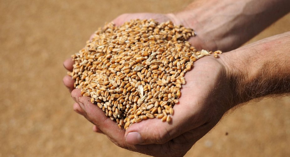 European Commission approves grain and food export plan from Ukraine