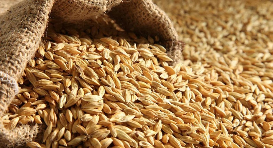 Occupiers steal grain, oil, vegetables and agricultural machinery in Ukraine - Ministry of Agrarian Policy