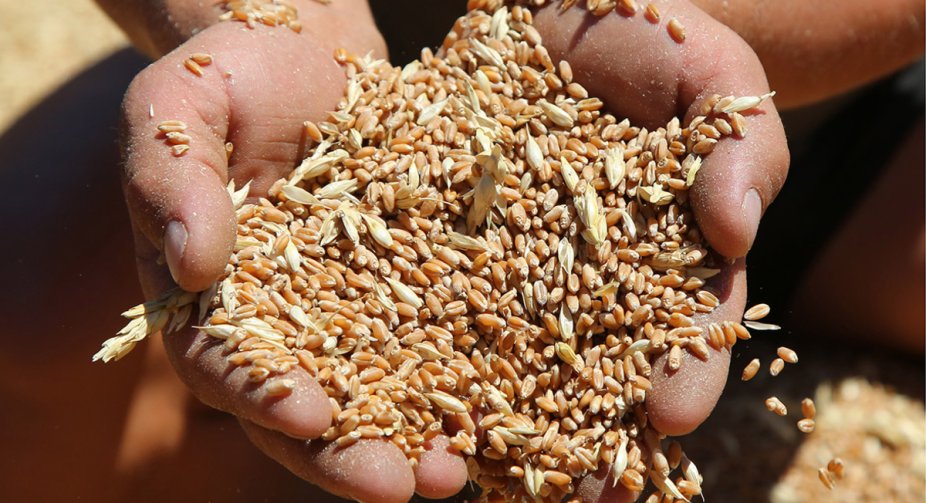 Canada says the West must free Ukrainian wheat