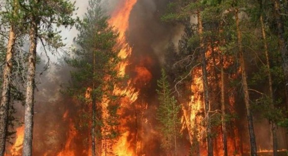 Пожежа поблизу Берліна: полум'я охопило до 200 га лісу