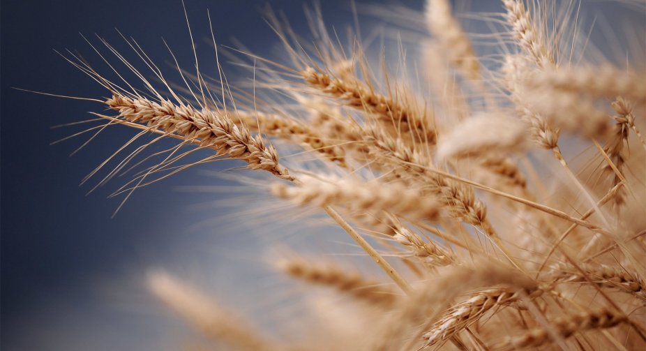 Bulgarian grain producers demand a ban on the import of Ukrainian wheat