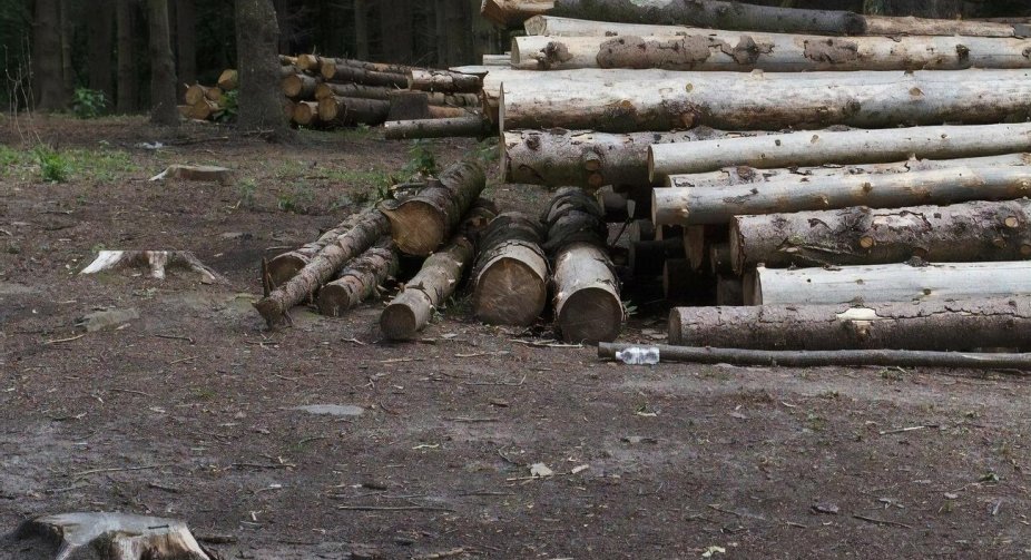 Рашисти організували неконтрольовану варварську вирубку лісів на окупованих територіях