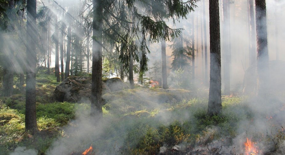 Forest fires - in 18 regions of Russia, seven people died
