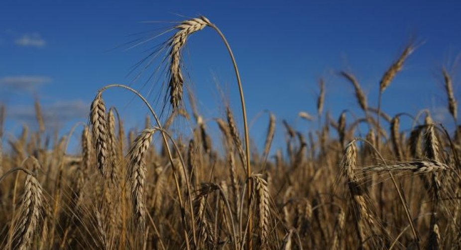China refused to buy grain from Russia, - Bloomberg
