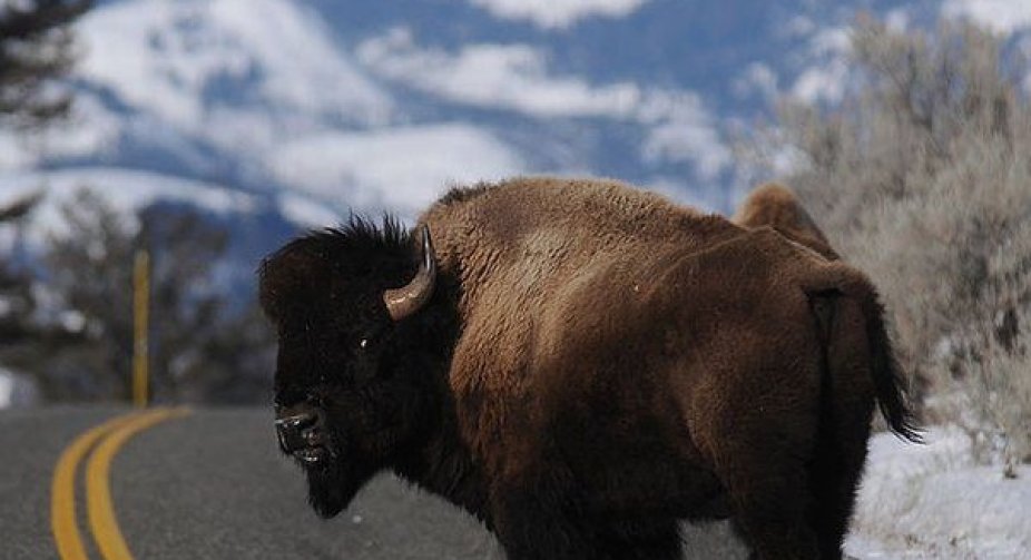 Grand Canyon lottery to kill bison gathers 45,000 entries