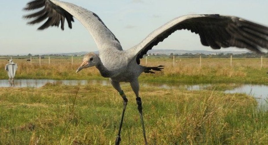 Flying giant returning to Ireland after 300 years