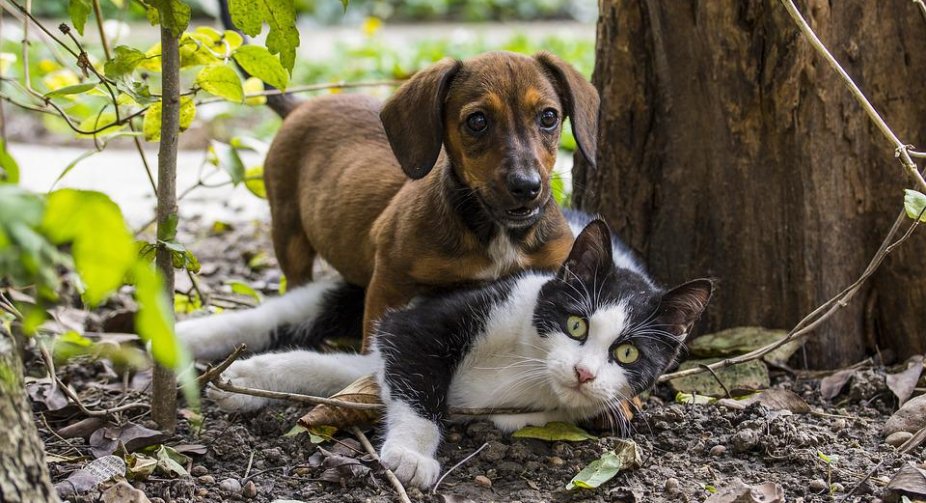 Ukraine will create a Unified Register of Pets