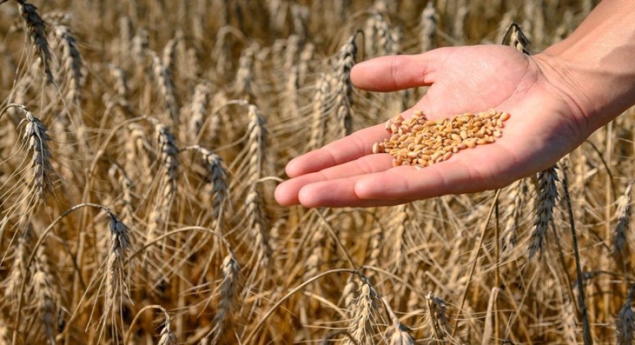 Lithuania tightens control over grain imports from Russia and the occupied territories of Ukraine