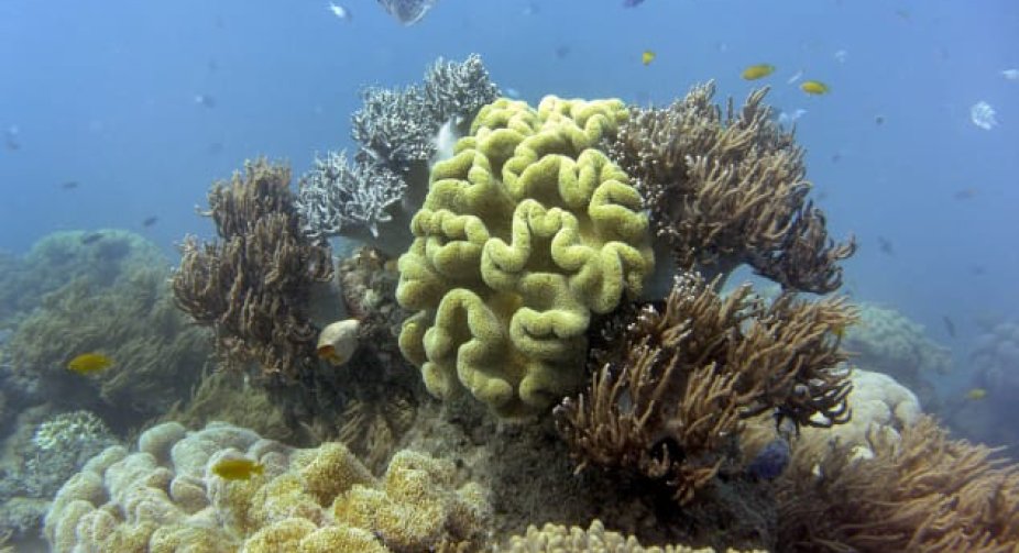 Australia races against time to avoid an 'in danger' rating at UNESCO vote