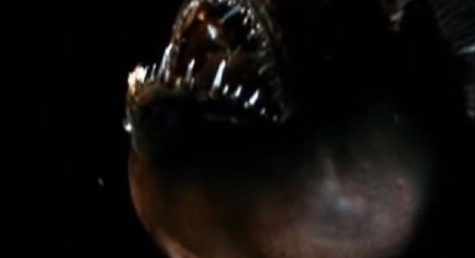 Spooky 'Finding Nemo' fish washes up on California beach