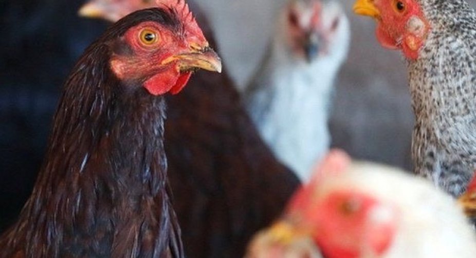 Salmonella: CDC urges Americans not to kiss chickens amid outbreak