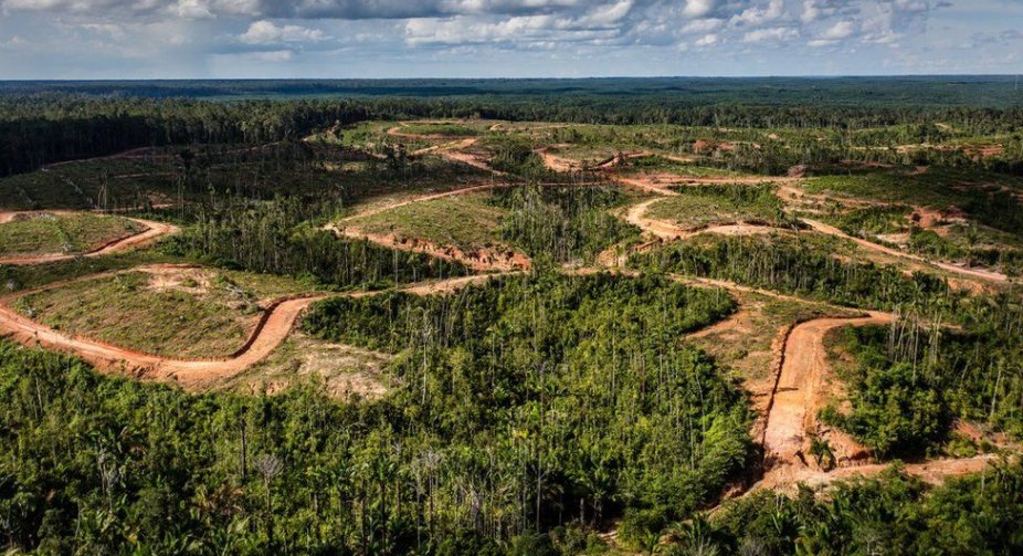 Korean palm oil giant stripped of sustainability status