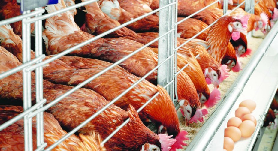 ЄС зняв усі обмеження на ввезення продукції птахівництва з України