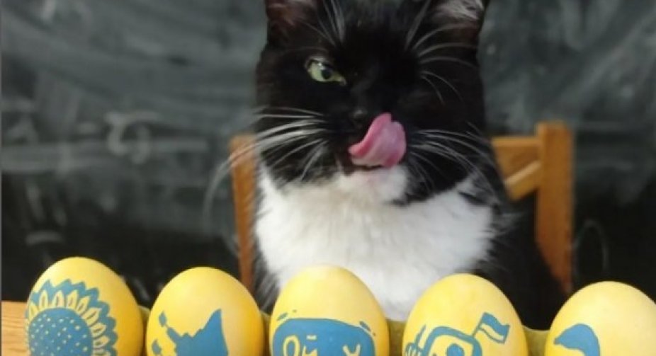 Stepan the cat has a competitor: the cat Bandera showed pysanky