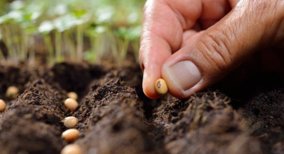 Sowing season: the weather in most areas contributes to the spring field campaign
