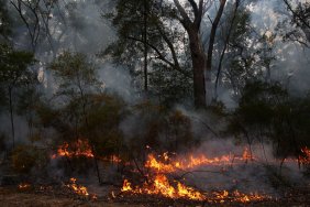 Forests burn as a result of enemy shelling in the Kherson region