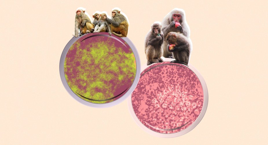 Infectious disease specialists explain the dangers of monkeypox