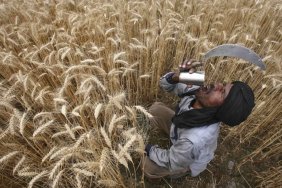 India allows small quantities of wheat to be exported after ban