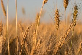 Egypt cancelled agreements on the supply of Ukrainian grain - Reuters