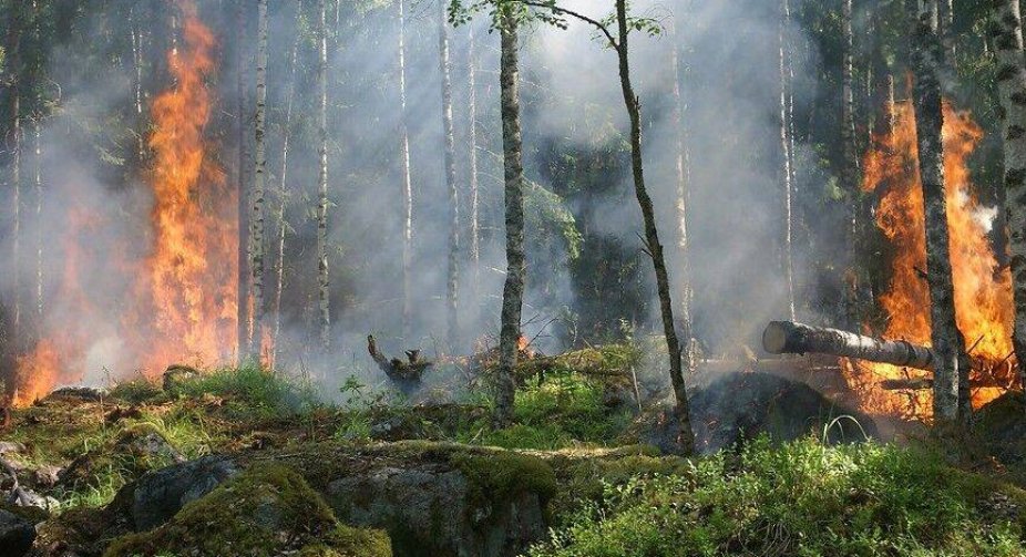 Forest fire in Berlin brought under control after explosion at ammunition depot