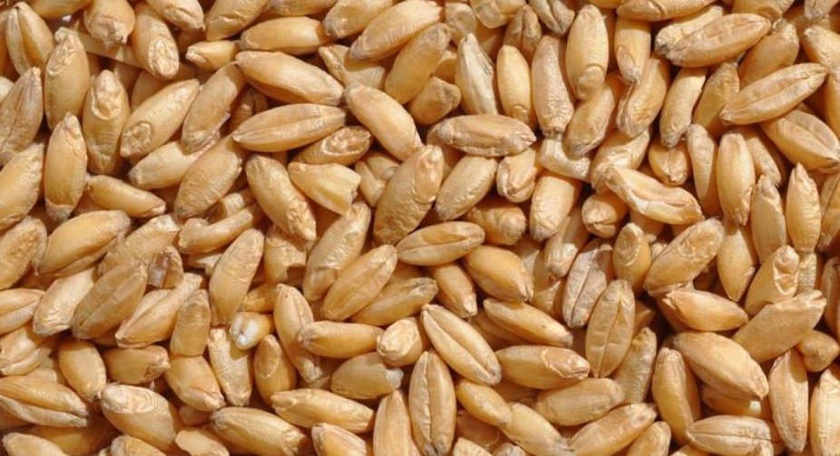 Danube wheat showed a price increase