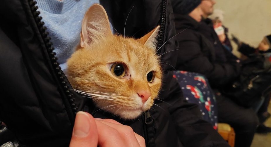 Ukrainians are allowed to take pets to shelters during the alert