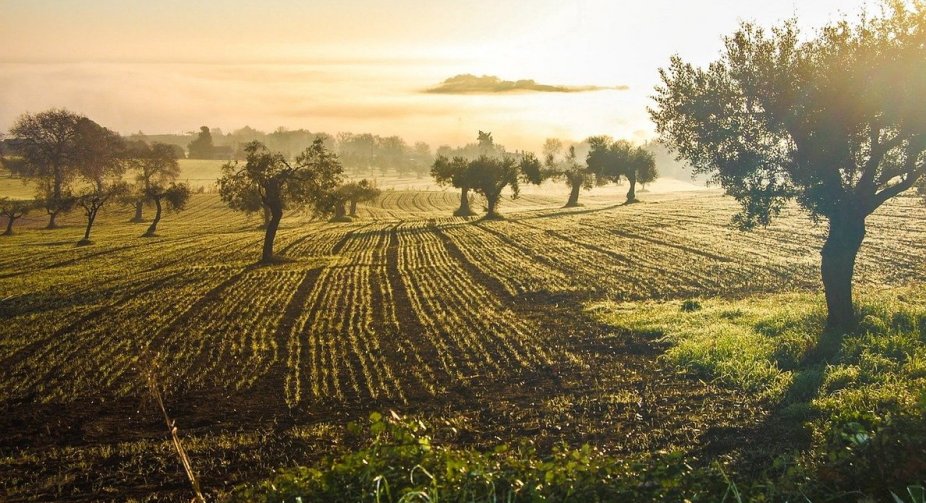 Some land owners in Kharkiv region may be exempted from land tax: details