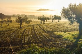 Some land owners in Kharkiv region may be exempted from land tax: details